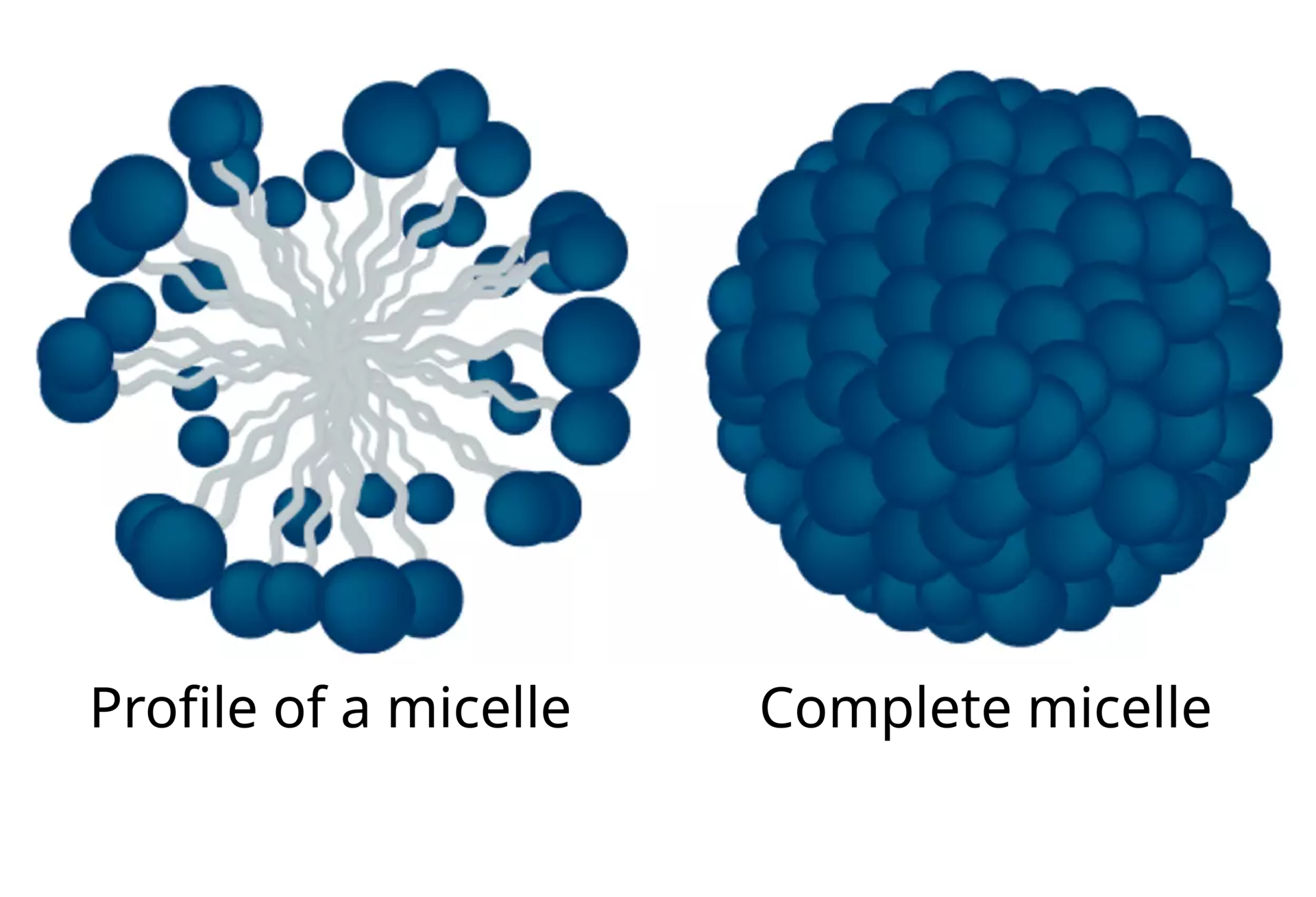 Schematic representation of a micelle with the hydrophobic group facing inwards and the hydrophilic group facing outwards Schematic representation of a micelle with the hydrophobic group facing inwards and the hydrophilic group facing outwards